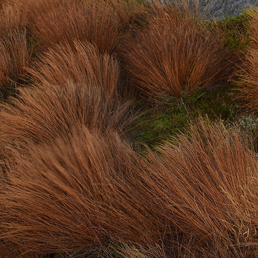 Carex buchananii P9/C1