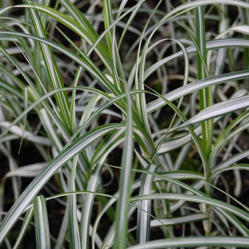 Palm Sedge 'Variegata' P9/C1