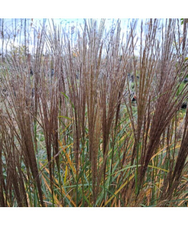 Chinese Miscanthus 'Rotfuchs' P9/C1