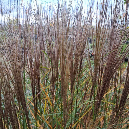 Chinese Miscanthus 'Rotfuchs' P9/C1
