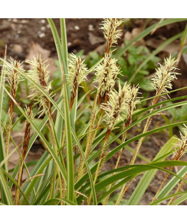 Morrow's Sedge ‘Variegata' P9/C1