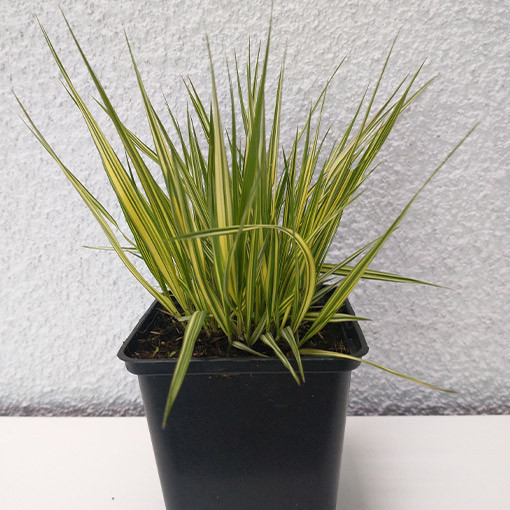 Moor Grass Variegata P9/C1