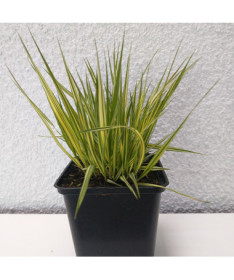 Moor Grass Variegata P9/C1