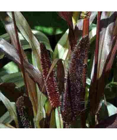 Pearl Millet 'Purple Baron' P9