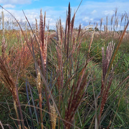 Chinese Miscanthus 'Gracillimus' P9/C1