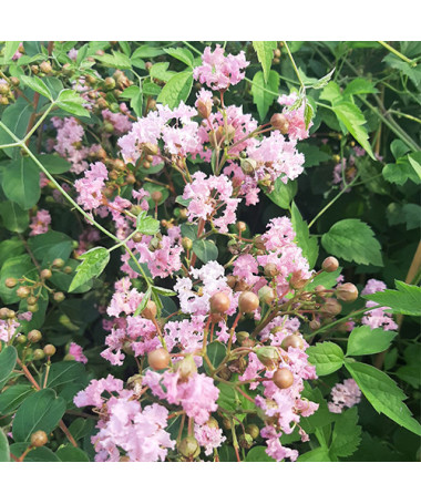 Indian Lagerstroemia (Crape Myrtle)