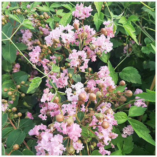 Indian Lagerstroemia (Crape Myrtle)