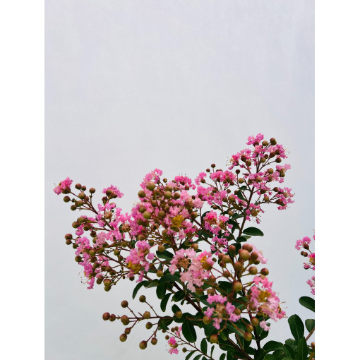 Indian Lagerstroemia (Crape Myrtle)