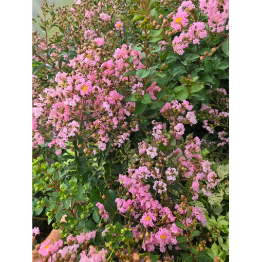 Indian Lagerstroemia (Crape Myrtle)
