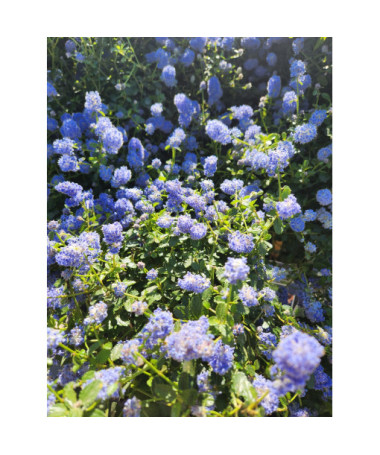 Blue Ceanothus ‘Victoria’ P9/C1