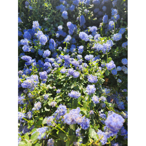 Blue Ceanothus ‘Victoria’ P9/C1