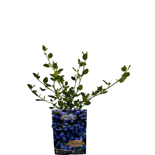 Blue Ceanothus ‘Victoria’ P9/C1