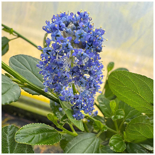 Blue Ceanothus ‘Victoria’ P9/C1