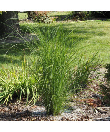 Chinese Miscanthus 'Gracillimus' P9/C1