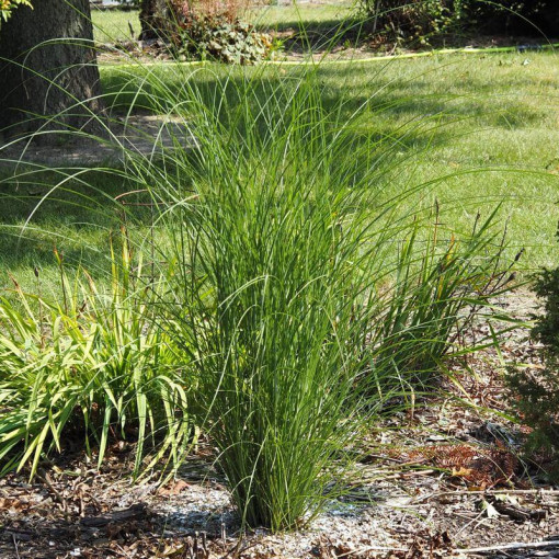 Chinese Miscanthus 'Gracillimus' P9/C1