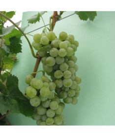 Grape Vine 'Seyval Blanc'  2L