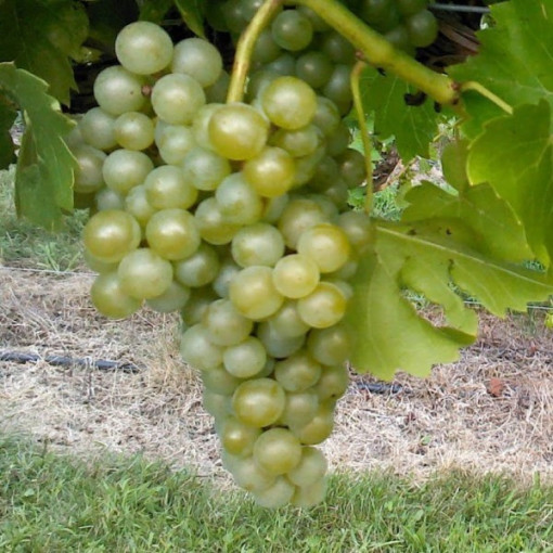 Grape Vine 'Seyval Blanc'  2L