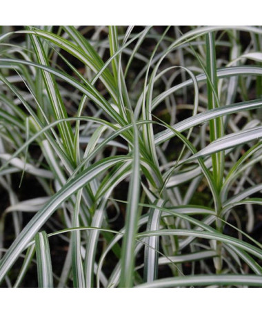 Palm Sedge ‘Variegata'  2L