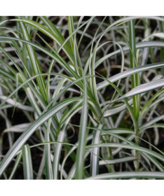 Palm Sedge ‘Variegata'  2L