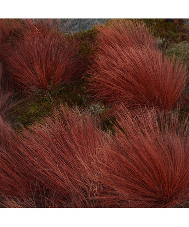 Carex buchananii ‘Firefox'  2L