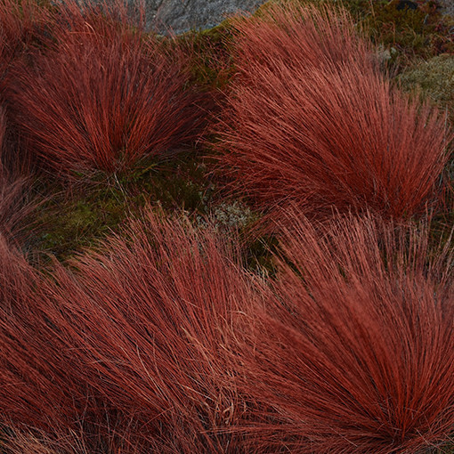 Carex buchananii ‘Firefox'  2L