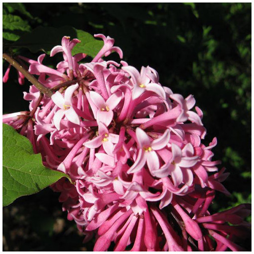 Lilac (Syringa) Meyer 'Palibin' P9/C1