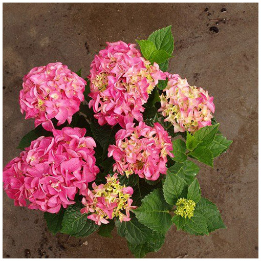 Hydrangea garden variety Bouquet Rose P9/C1