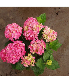 Hydrangea garden variety Bouquet Rose P9/C1