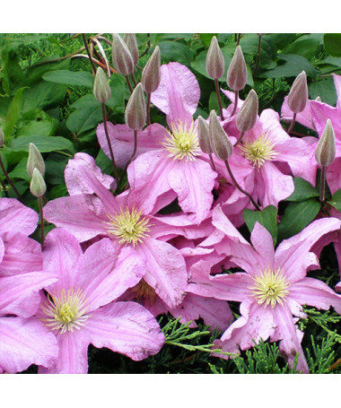 Clematis 'Comtesse de Bouchaud' P9/C1