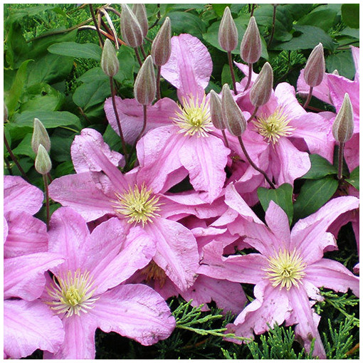 Clematis 'Comtesse de Bouchaud' P9/C1