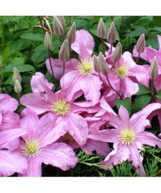 Clematis 'Comtesse de Bouchaud' P9/C1