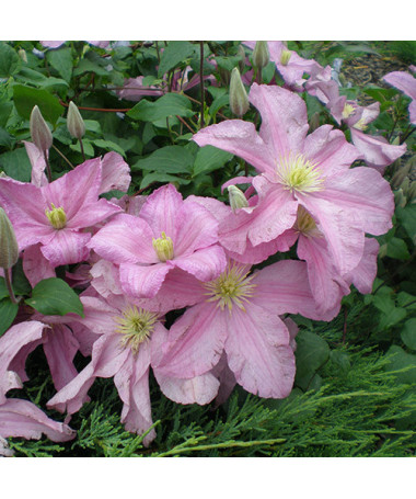 Clematis 'Comtesse de Bouchaud' P9/C1