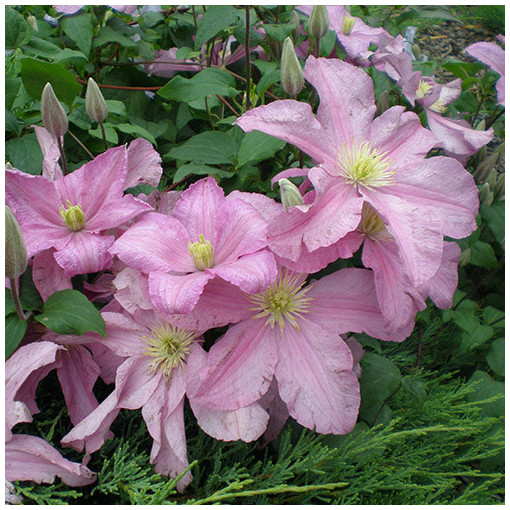 Clematis 'Comtesse de Bouchaud' P9/C1