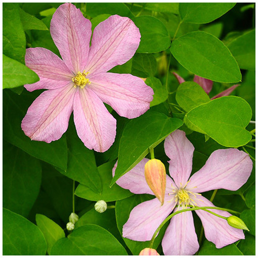 Clematis 'Comtesse de Bouchaud' P9/C1