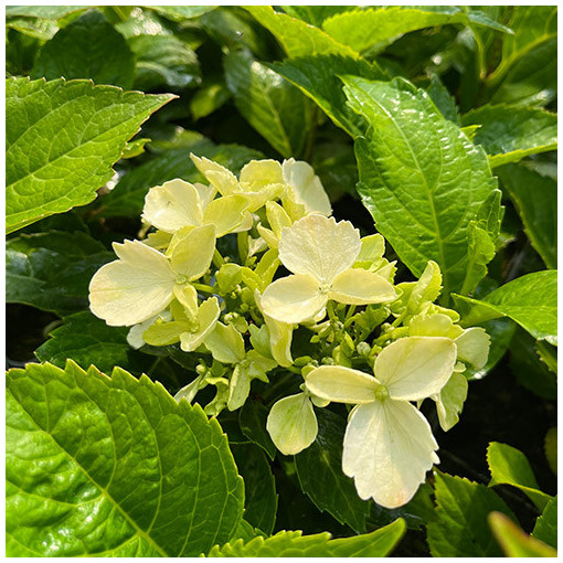 Hydrangea macrophylla 'Mariesii Perfecta' P9/C1