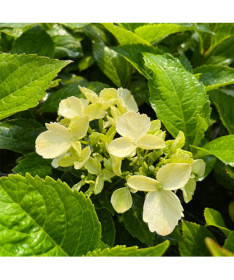 Hydrangea macrophylla 'Mariesii Perfecta' P9/C1