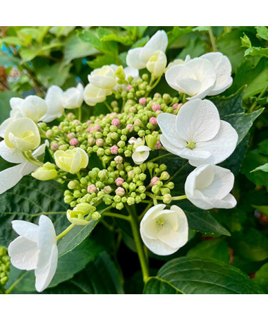 Hydrangea macrophylla 'Libelle' P9/C1