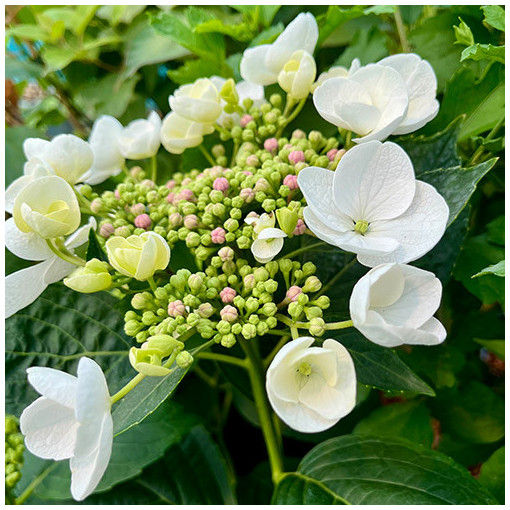 Hydrangea macrophylla 'Libelle' P9/C1