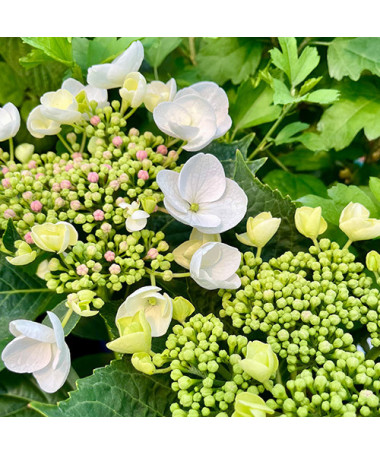 Hydrangea macrophylla 'Libelle' P9/C1