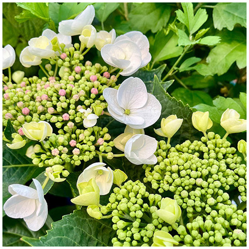 Hydrangea macrophylla 'Libelle' P9/C1