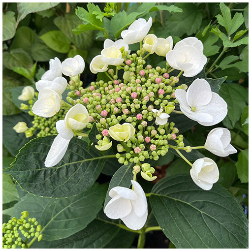 Hydrangea macrophylla 'Libelle' P9/C1