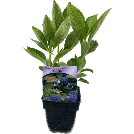 Hydrangea macrophylla 'Libelle' P9/C1