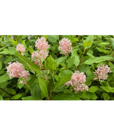 Ceanothus pallidus 'Marie Simon' P9/C1