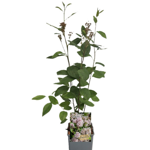 Ceanothus pallidus 'Marie Simon' P9/C1