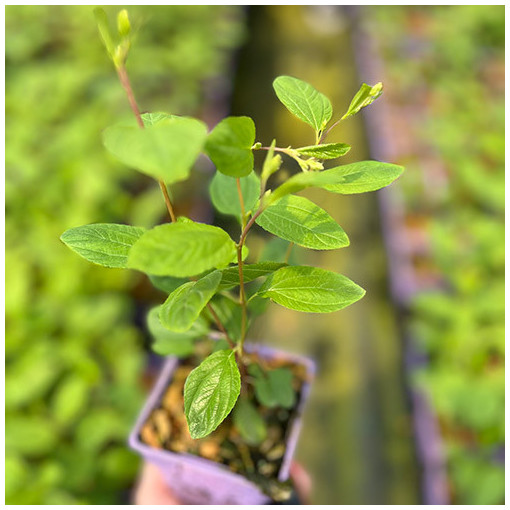 Ceanothus pallidus 'Marie Simon' P9/C1
