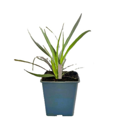 Pennisetum setaceum 'Rubrum' P9/C1