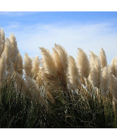 Pampas Grass 'Pumila'  2L