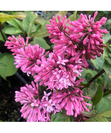 Lilac ‘Miss Canada' (C2)