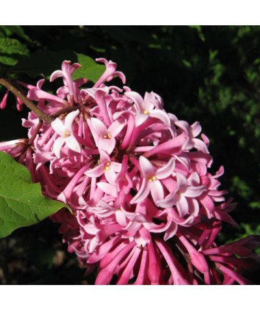 Lilac ‘Miss Canada' (C2)