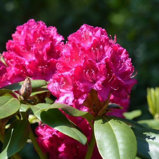 Rhododendron (Azalea) 'Koningstein' pot,  4l